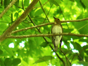 2021年6月12日(土) 丹沢の野鳥観察記録