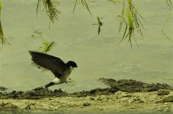 2021年6月12日(土) 開成町の野鳥観察記録