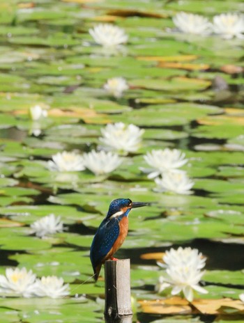 カワセミ 千里東町公園 2021年6月7日(月)