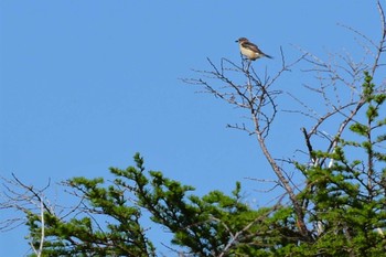 Amur Stonechat Kirigamine Highland Thu, 6/10/2021