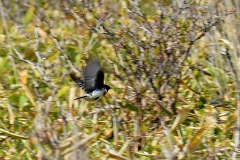 Amur Stonechat Kirigamine Highland Thu, 6/10/2021