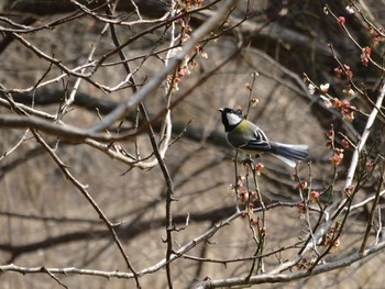 シジュウカラ 北本自然観察公園 2017年3月19日(日)