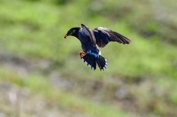 White-cheeked Starling 大和川 Unknown Date