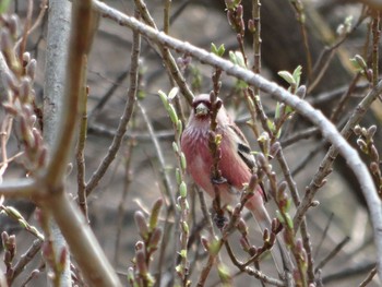 Sun, 3/19/2017 Birding report at Kitamoto Nature Observation Park