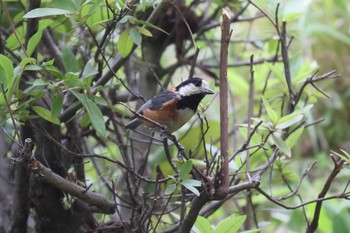 Varied Tit 相楽園 Sat, 5/15/2021