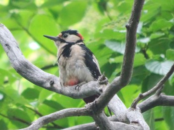 Great Spotted Woodpecker 篠路五ノ戸の森 Fri, 6/18/2021