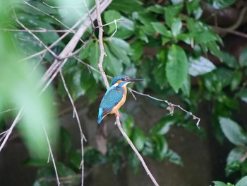 2021年6月17日(木) 泉の森公園の野鳥観察記録