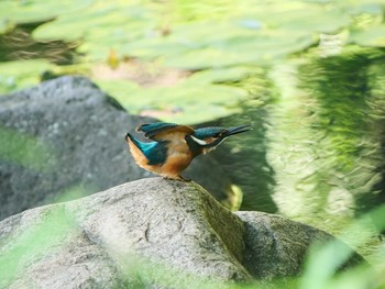 2021年6月17日(木) 三ツ池公園(横浜市鶴見区)の野鳥観察記録