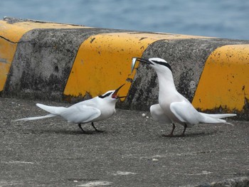 Black-naped Tern Yoron Island Thu, 6/17/2021