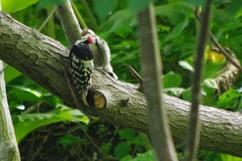 2021年6月18日(金) 福井緑地(札幌市西区)の野鳥観察記録