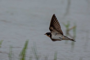 Barn Swallow 京都府木津川市 Fri, 6/18/2021