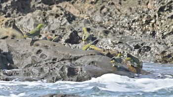 アオバト 大磯照ヶ崎海岸 2021年6月18日(金)