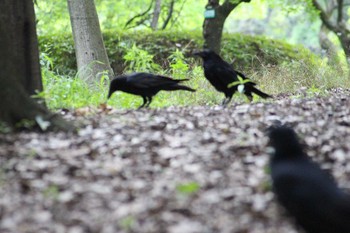 Carrion Crow Hattori Ryokuchi Park Thu, 6/17/2021