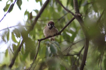 Eurasian Tree Sparrow Hattori Ryokuchi Park Thu, 6/17/2021