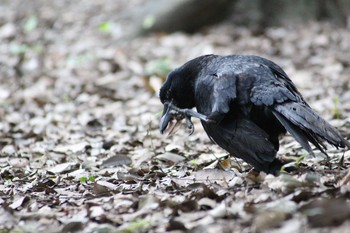 Carrion Crow Hattori Ryokuchi Park Thu, 6/17/2021