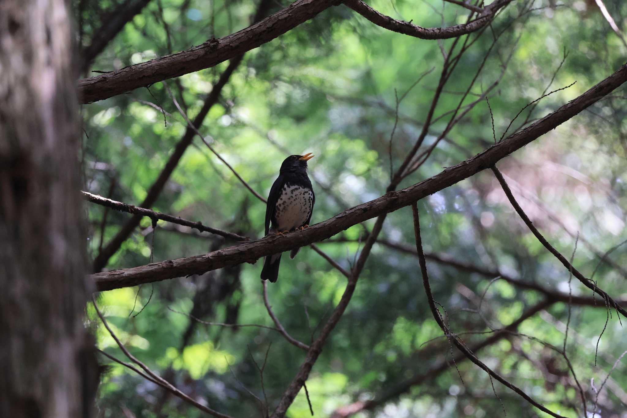 ささやまの森公園(篠山の森公園) クロツグミの写真 by 明石のおやじ