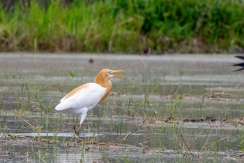 Eastern Cattle Egret 京都府木津川市 Fri, 6/18/2021