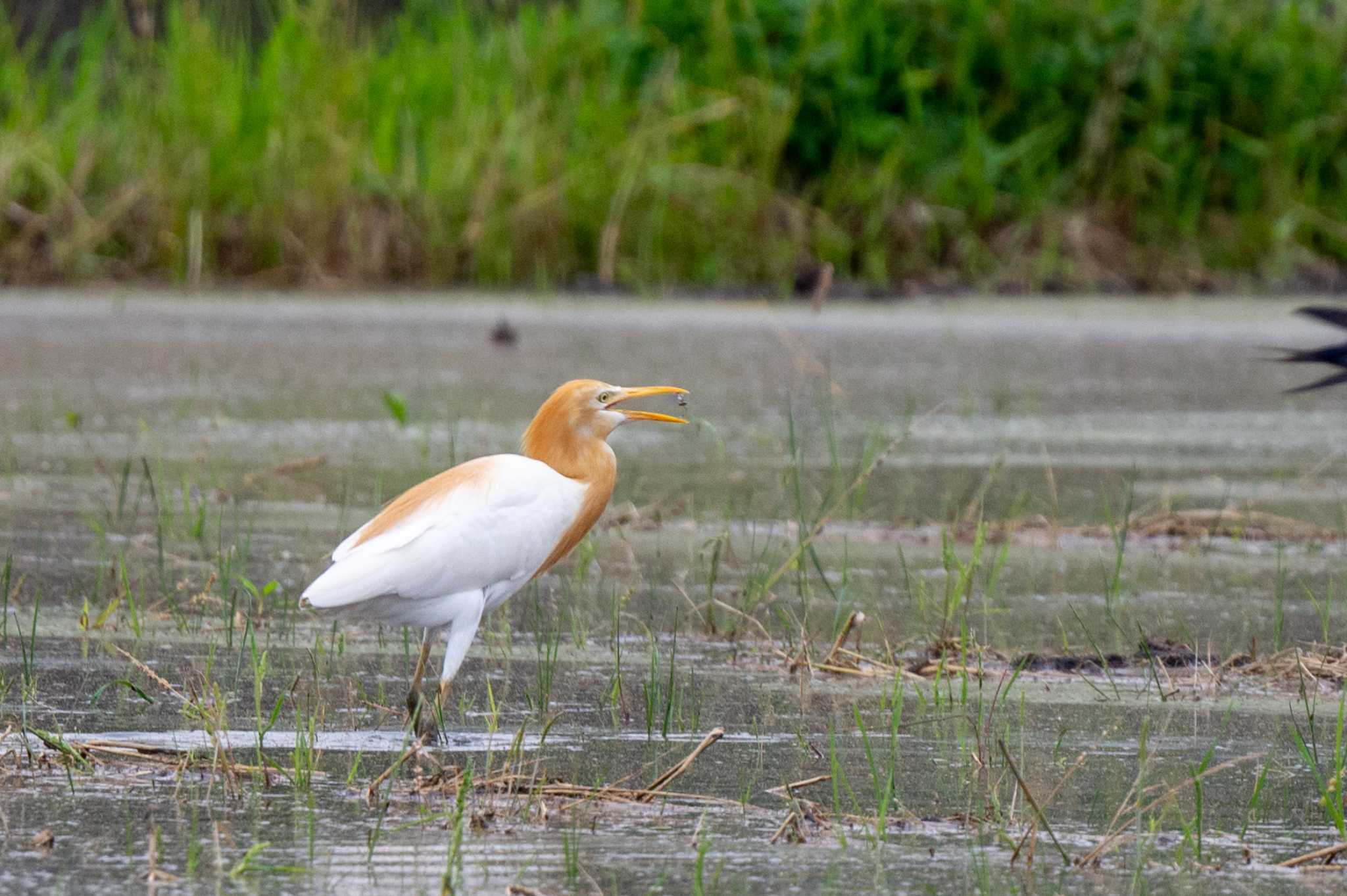 Photo of Eastern Cattle Egret at 京都府木津川市 by veritas_vita