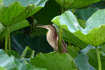 Yellow Bittern Isanuma Sun, 7/5/2020