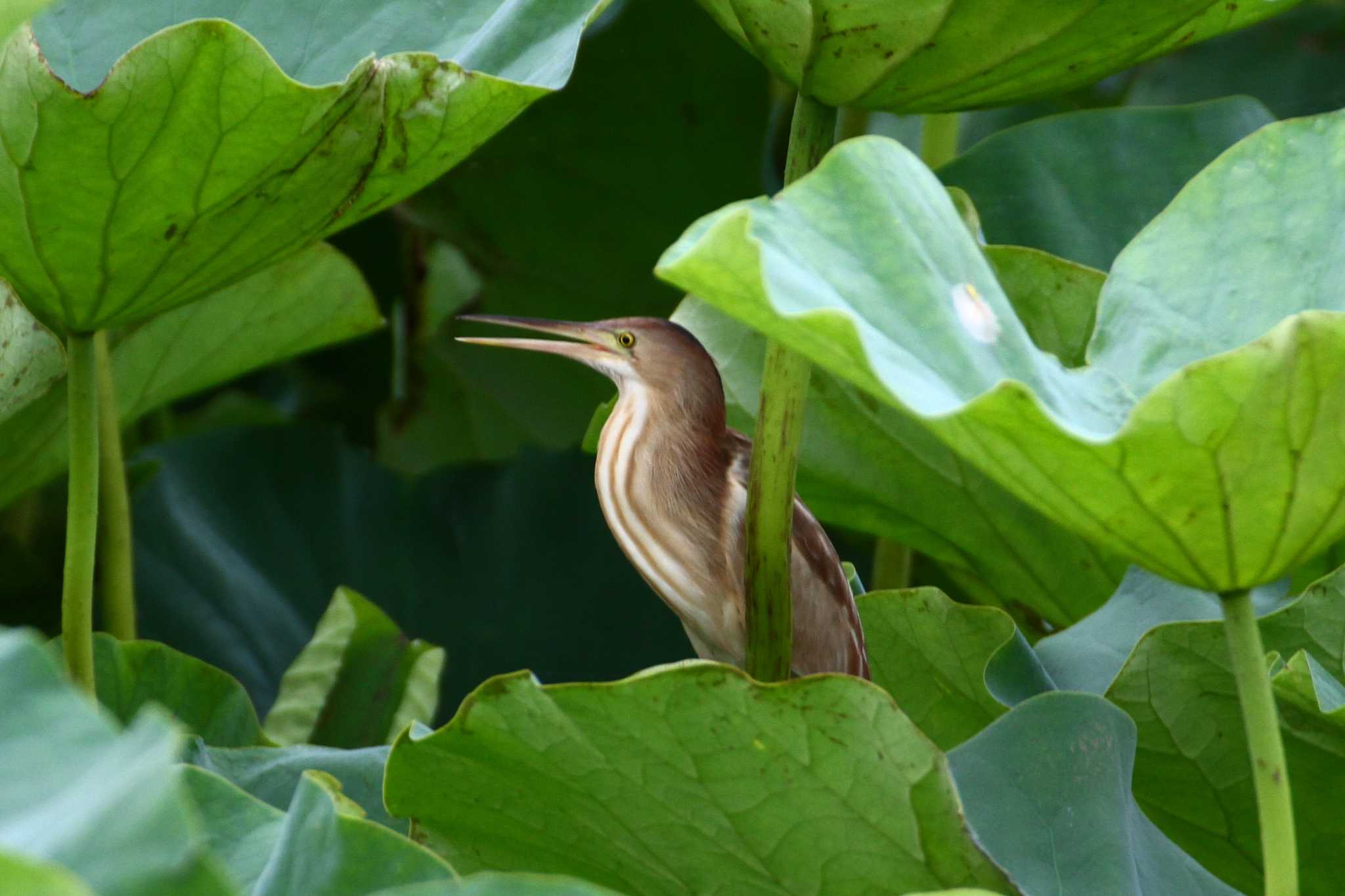 Photo of Yellow Bittern at Isanuma by ピースケ