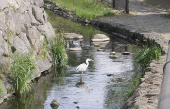 2021年6月18日(金) 安春川(札幌市北区)の野鳥観察記録