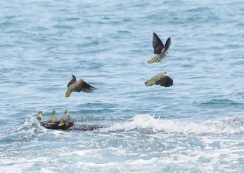 アオバト 大磯照ヶ崎海岸 2021年6月18日(金)