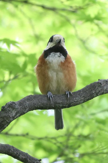 Varied Tit 相楽園 Sat, 5/15/2021