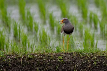 Grey-headed Lapwing 京都府木津川市 Fri, 6/18/2021