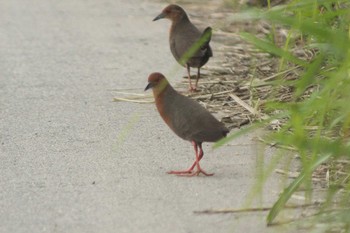 2021年6月18日(金) 愛知県知多市社山１丁目 34°59'46.7" 136°53'22.6"の野鳥観察記録