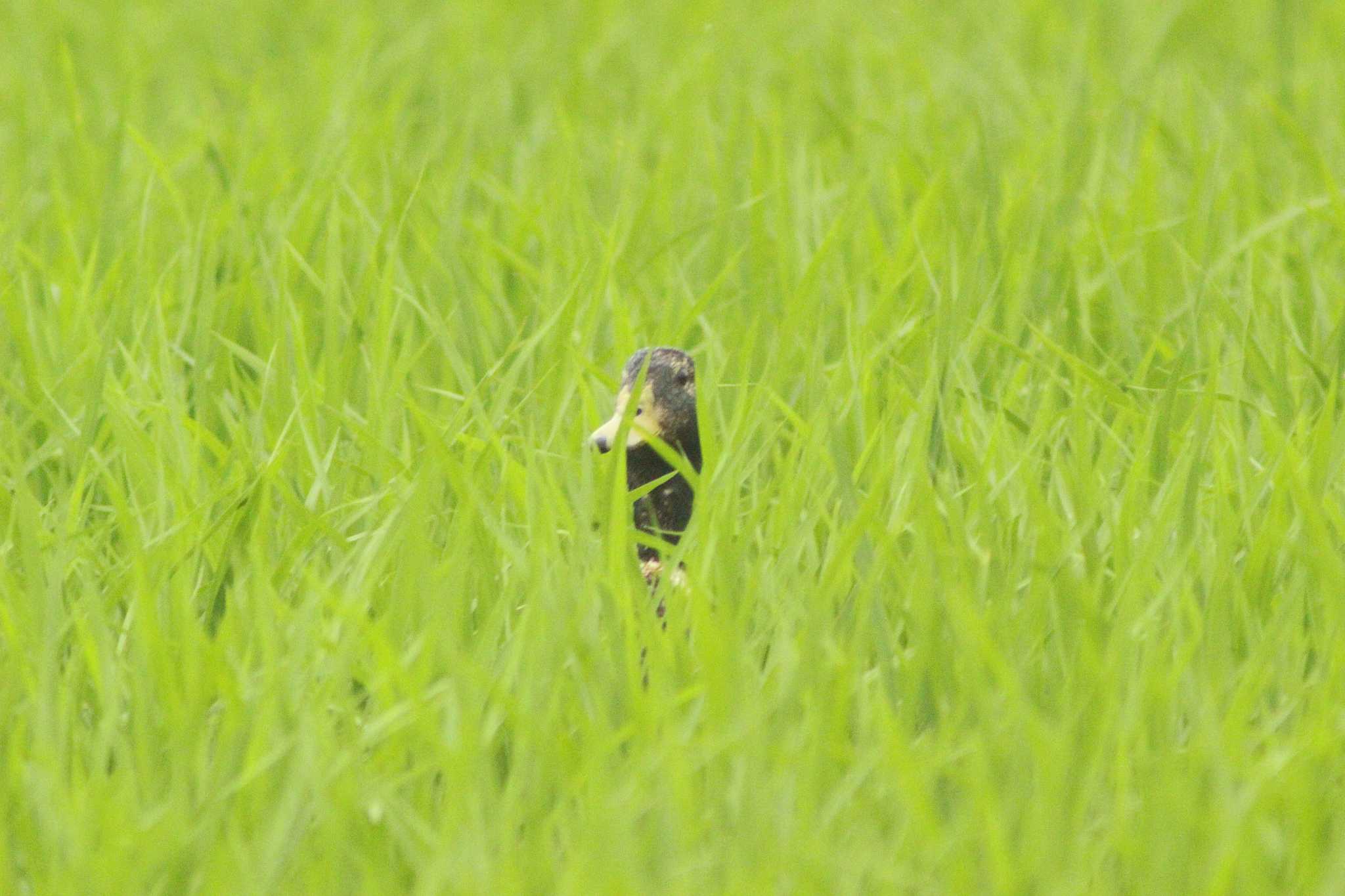 愛知県知多市社山１丁目 34°59'46.7" 136°53'22.6" マガモの写真 by 佐藤 好生