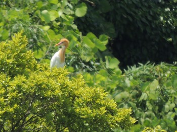 アマサギ 葛西臨海公園 2021年6月18日(金)