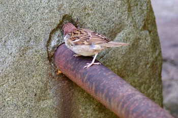 Eurasian Tree Sparrow 都内市街地 Fri, 6/18/2021