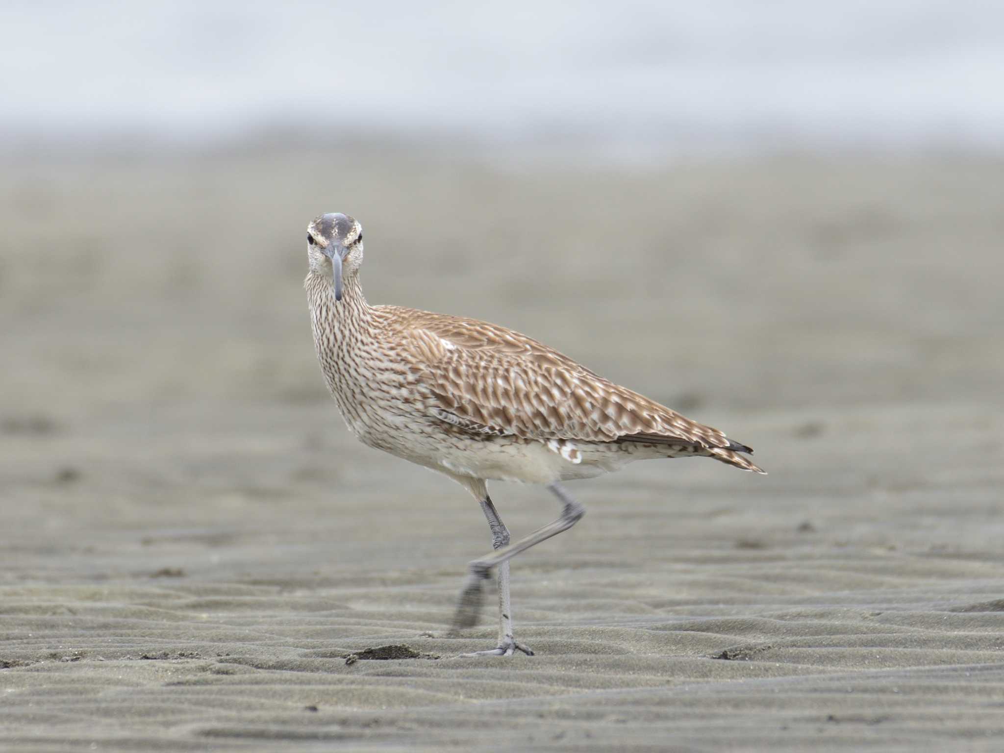 ふなばし三番瀬海浜公園 チュウシャクシギの写真 by 80%以上は覚えてないかも