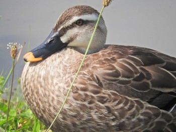 Eastern Spot-billed Duck Musashino-no-mori Park Fri, 6/18/2021