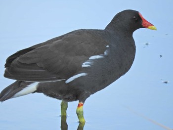 Common Moorhen Musashino-no-mori Park Fri, 6/18/2021