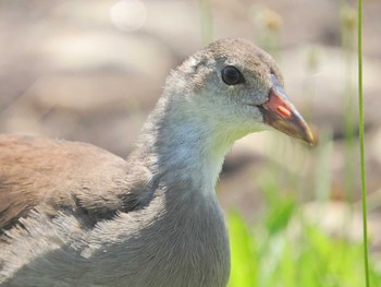 Common Moorhen Musashino-no-mori Park Fri, 6/18/2021