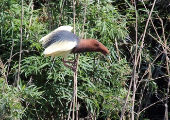 Chinese Pond Heron 土浦市 Fri, 6/18/2021