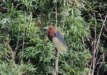 Chinese Pond Heron 土浦市 Fri, 6/18/2021