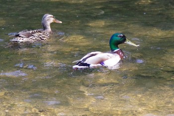 マガモ 福井緑地(札幌市西区) 2021年6月18日(金)