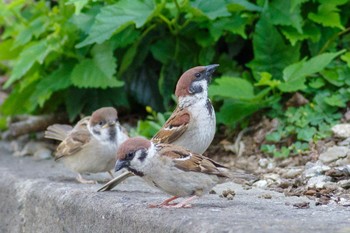 Eurasian Tree Sparrow 都内市街地 Fri, 6/18/2021