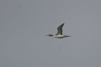 Black-throated Loon 大洗-苫小牧航路 Sun, 3/28/2021