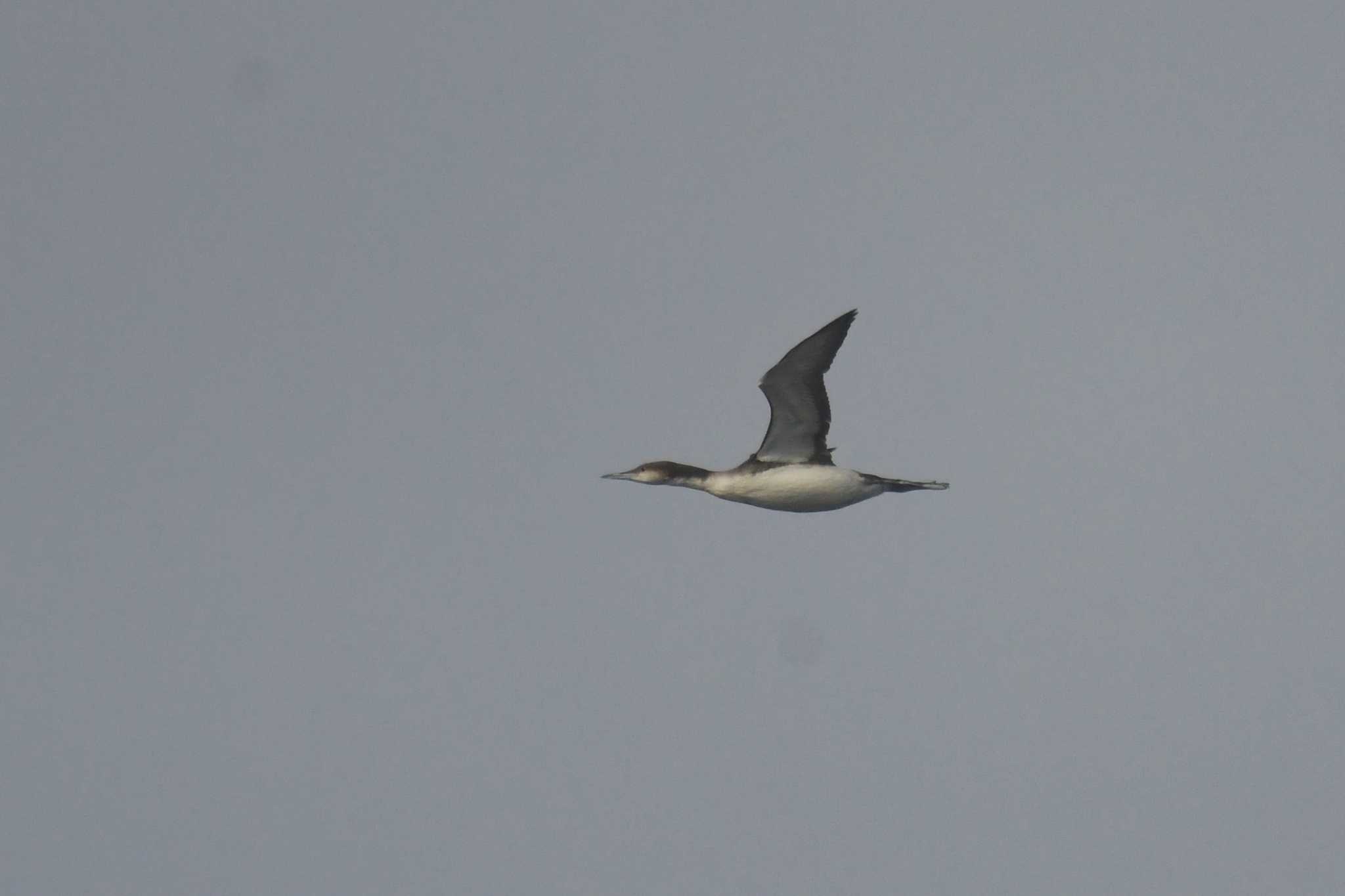 Black-throated Loon