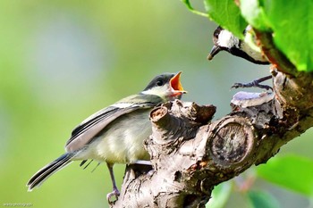 Japanese Tit Osaka castle park Unknown Date