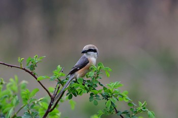 Bull-headed Shrike 枚方 Sat, 3/20/2021