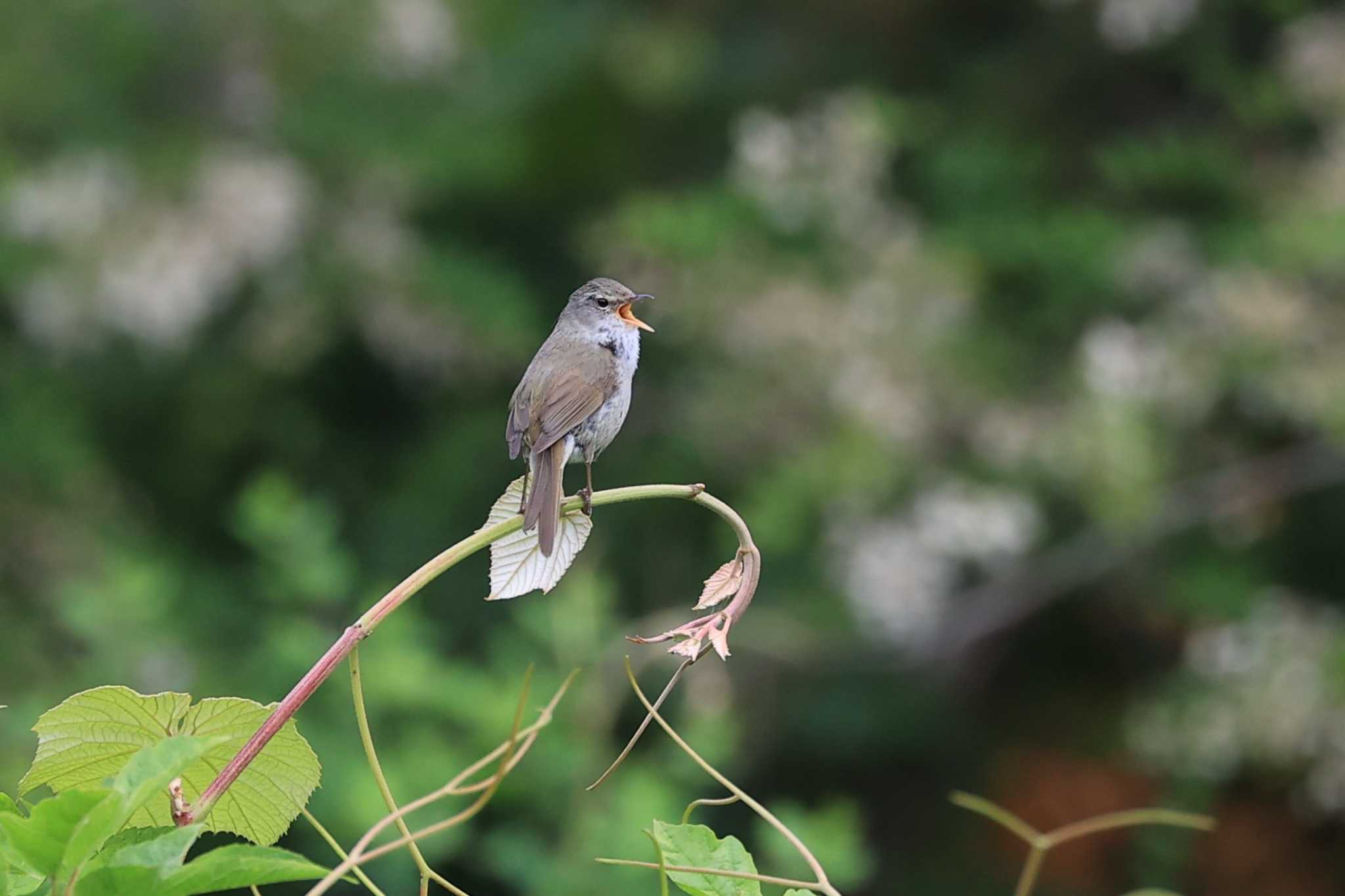 Japanese Bush Warbler