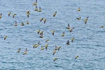 アオバト 大磯照ヶ崎海岸 2021年6月18日(金)