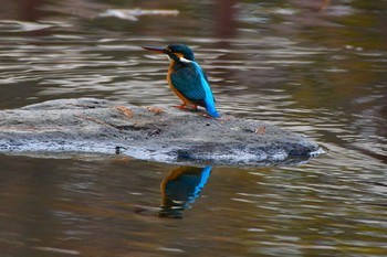 Common Kingfisher Nagai Botanical Garden Unknown Date