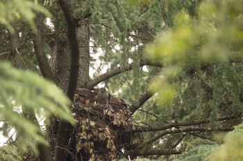 オオタカ 場所が不明 2021年6月18日(金)