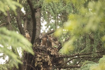 オオタカ 場所が不明 2021年6月18日(金)