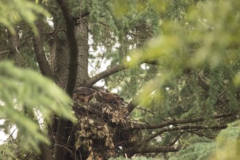 オオタカ 場所が不明 2021年6月18日(金)